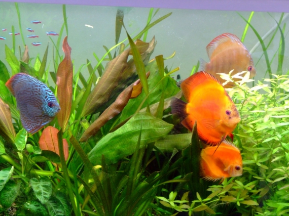 Дискуси – найгарніші акваріумні рибки, їх ще називають королями акваріумів