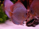 Дискуси – найгарніші акваріумні рибки, їх ще називають королями акваріумів