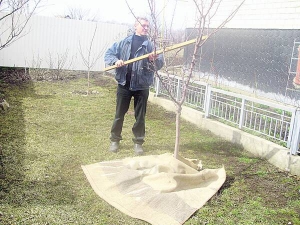 Черкасець Микола Білик обтрушує палицею гілки плодових дерев. Шкідників збере на рядно і спалить