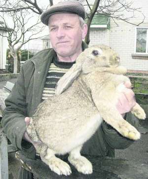 Олександр Пендюр із села Свидівок під Черкасами тримає кроля породи сірий велетень. Такі потребують мало корму, швидко набирають вагу