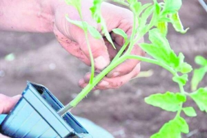Домашню розсаду помідорів виносять на вулицю, щоб загартувати перед висадженням. На базарі купують рослини з міцним стеблом, рівним листям