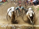 Hung Chan Kwok &quot;The Buffalo Race&quot;