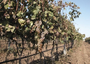 Дім марочних коньяків ”Таврія” завжди виробляв напої винятково з винограду. Має найбільші в країні площі виноградників