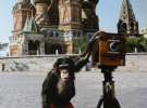 Фотографії Міккі - циркового шимпанзе, якого Віталій Комар і Олександр Меламід вчили робити фотографії на Красній площі