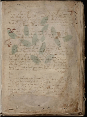Фрагмент сторінки з біологічного розділу Рукописи Войнича