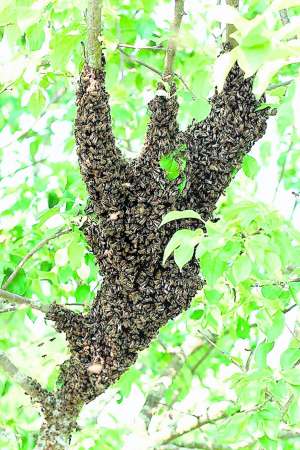 Рій із молодою маткою може добу висіти на дереві біля вулика. Бджіл обприскують водою і струшують у відро