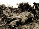 Владислав Городецький на африканському полюванні біля вбитого носорога