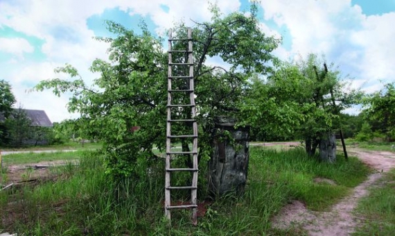 Дві дерев’яні драбини стоять біля грушдичок на в’їзді в село Борутине Овруцького району Житомирської області. Його ліквідували 2009 року. 11 людей тут живуть досі