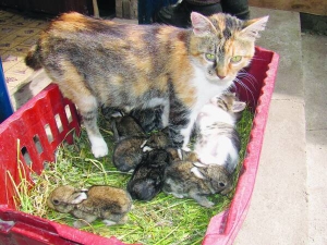 Кішка Мурашка з кроленятами, яких почала вигодовувати після смерті кролиці. Щоб у неї прибуло молока, господарі давали макарони з м’ясом, молочні каші, рибу