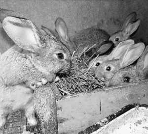 П'ять кролиць за сезон приводять більше сотні кроленят. Самиць від дбайливих матерів залишають на розплід, решту ріжуть