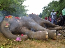 В Индии пассажирский поезд сбил насмерть слона