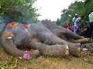 В Индии пассажирский поезд сбил насмерть слона