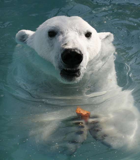 3-летняя белая медведица Аврора обедает в новой клетке на свежем воздухе в Красноярском зоопарке