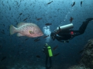 Дайвер плавает с аквалангом возле огромной рыбины рядом с Галапагосскими островами