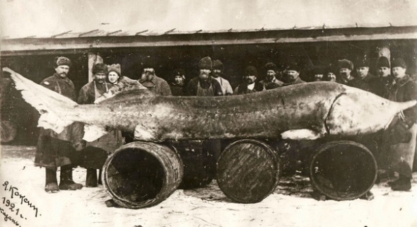 Рыба, пойманная в Казани в 1921 году