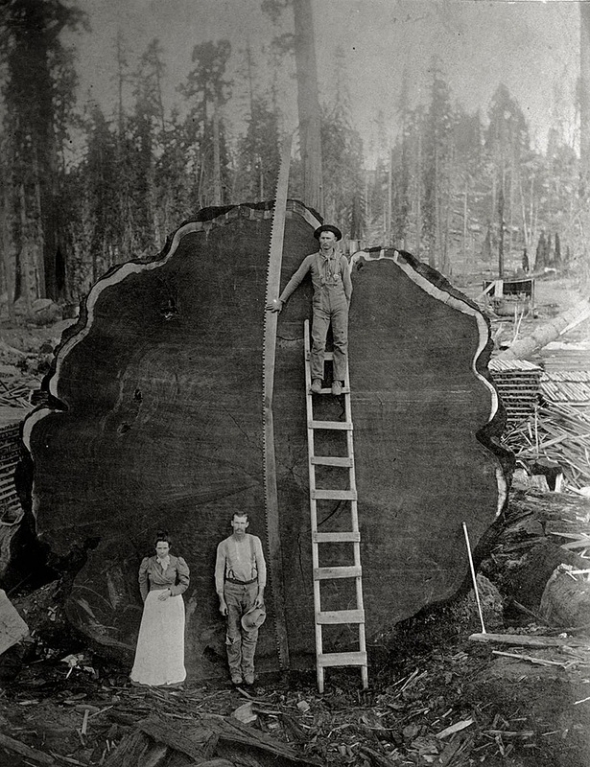 Лесорубы у секвойи, срубленной в Калифорнии в 1882 г.