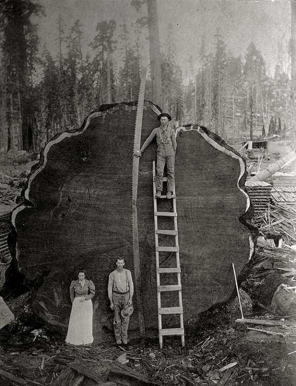 Лісоруби біля секвої, зрубаної в Каліфорнії в 1882 р.