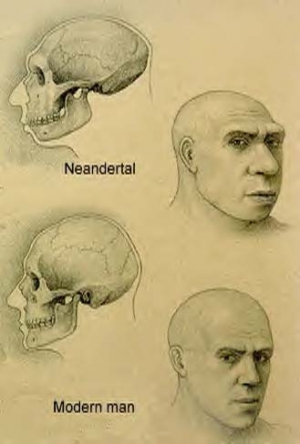Неандерталец и современный человек