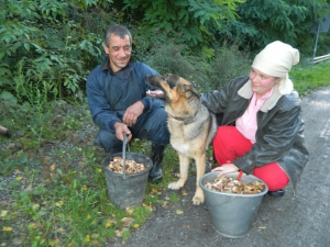 Сергій та Ірина Середюки збирають гриби в лісі біля селища Стрижавка Вінницького району. Набрали по відру опеньок