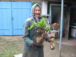 Ганна Шестопал із села Степашки Гайсинського району показує кормові буряки, які погризли олені й дикі кабани. Тварини знищили третину урожаю