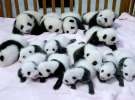 14 маленьких панд привезли в заказник в Китае