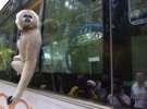 Мавпочка і туристи у Китаї
