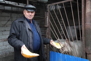 Анатолій Баталов з міста Корсунь-Шевченківський на Черкащині дає свиням гарбуз. Їх та двох курей доручає годувати синові Віталію