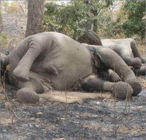 Вбивство 81 слона в Зімбабве прирівняли до екологічної катастрофи