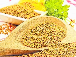 Гірчиця взимку не лише підживлює грунт, 
а й виводить хвороби та бур’ян