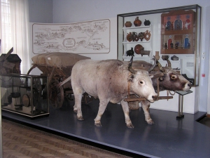 Чумацький віз-мажа, запряжений волами-опудалами, виставлено в експозиції Полтавського краєзнавчого музею. Воли — кастровані бики. 
Во­ни не агресивні, сильні, витривалі