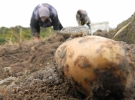 Ящерица на картофельном поле.   Село Сосонка  Винницкого района, 7 октября 2013. 