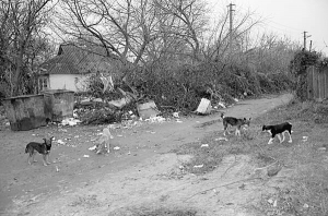 Біля хати у провулку Марата в Полтаві стоять сміттєві контейнери. Собаки там харчуються, а ночують — у будинку