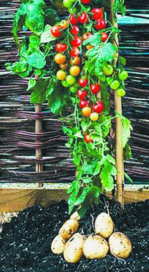 Рослина томтато родить одночасно помідори й картоплю. Її створили без ГМО методом щеплення селекціонери з Великої Британії. Технологію знали давно, але цьогоріч помідори вдалося виростити смачними
