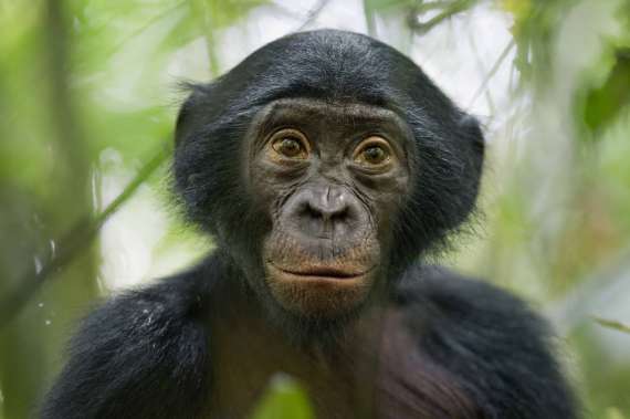 Третье место - фотограф "National Geographic Magazine" Christian Ziegler (Германия). Обезьяна бонобо в конголезском заповеднике, 25 января 2011.