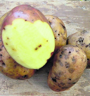 Дротяник пронизує всю картоплину. Оббираючи її, частину треба викидати через пошкодження. В городі шкідник також вражає моркву та столовий буряк