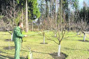 Фруктові дерева вдруге обробляють на початку травня, коли зав’яжуться плоди