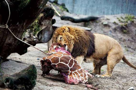 Лев їсть застреленого жирафа Маріуса в Копенгагенському зоопарку. 24 березня чотирьох хижаків приспали, бо привезуть молодого лева. Керівництво на протести захисників тварин відповіло, що молодий самець все одно убив би цих звірів