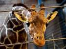 Півторарічного жирафа Маріуса із Копенгагенського зоопарку застрелили 9 лютого, бо жоден із Європейської асоціації зоопарків та акваріумів не погодився прийняти тварину