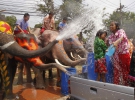...и слоны с радостью обольют "обидчика". Таиланд, 9 апреля 2014.