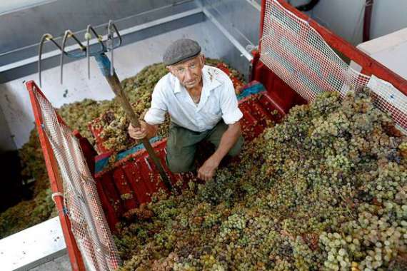 80-річний фермер Нікос Мітру сидить біля механічного преса для винограду на виноробні ”Мілонас” у місті Кератеа. Найбільшими імпортерами грецького вина є Німеччина, США та Франція