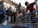 Кролячі перегони на Староміській площі Праги. Чехія, 14 квітня 2014. 