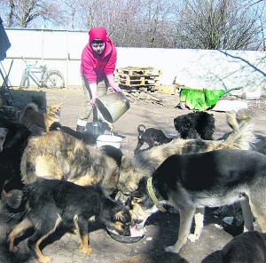 Світлана Готьє з Полтави годує собак, які живуть на її подвір’ї. Щоб побудувати вольєри для них, продала золотих прикрас на 4 тисячі гривень