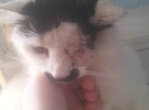 Кот потерял глаз после нападения хулиганов