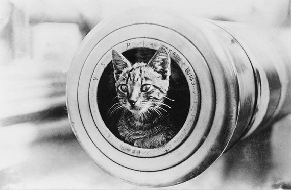 Котенок-талисман выглядывает из дула пушки на корабле HMAS Encounter