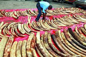 Поліцейський складає для експертизи конфісковані слонячі бивні у відділку кенійського порту Момбаса. Поліція знайшла 228 цілих бивнів та 74 розпиляних.  Їх мали контрабандою транспортувати до Азії
