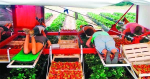 Сезонні працівники з України збирають полуницю на польській фермі ”Цукрові фрукти”. Ягодами засаджено десять гектарів