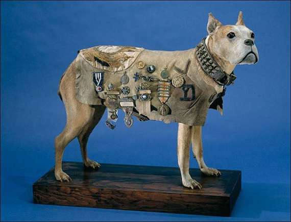 Стабби умер от старости в 1926 году. Его заслуги были признаны столь грандиозными, что тело ‎пса было решено увековечить. В настоящий момент «Стабби» является частью экспозиции ‎Государственного Музея Истории Америки