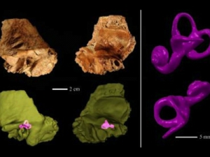 Структура внутреннего уха в черепе древнего человека