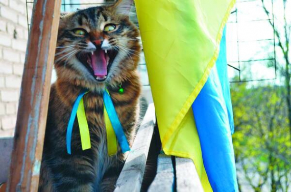 Фото кота з українським прапором вислав Василеві Бушарову замовник. Усіх, кому шиє їх, просить надсилати фото зі стягами. Виставляє в інтернеті