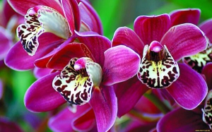 Коли орхідея цвіте, її не підживлюють, бо дуже швидко скине квіти